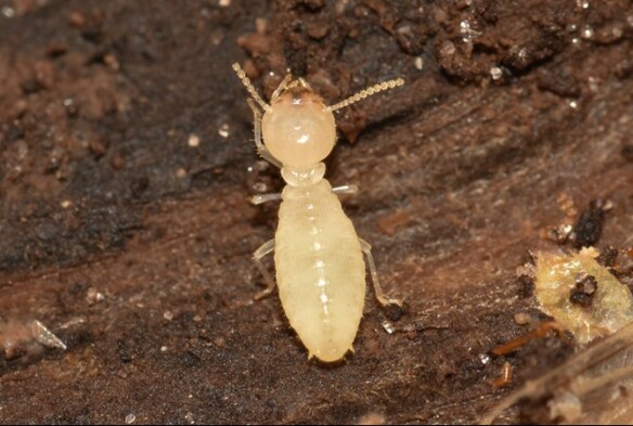 formosan termite worker 2